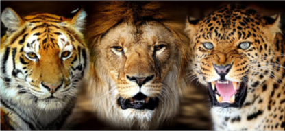 Full Round/Square Diamond Painting Kits |  Lions Tigers and Leopards